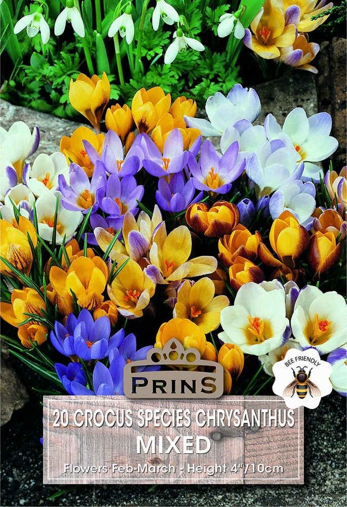 Crocus Species Mixed