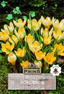 Crocus Species Romance