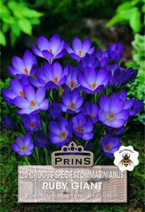 Crocus Species Ruby Giant