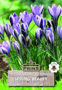 Crocus Species Spring Beauty