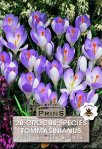 Crocus Species Tommasinianus