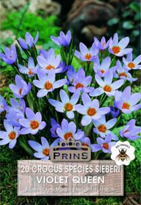 Crocus Species Violet Queen
