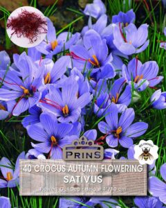 Crocus Sativus