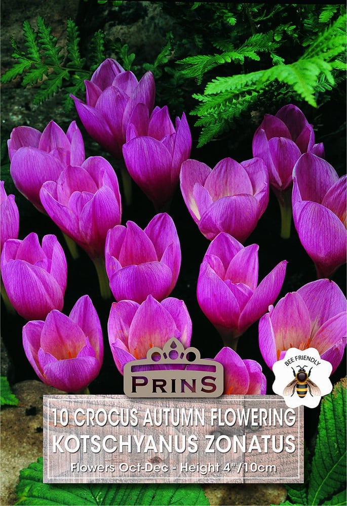 Crocus Kotschyanus Zonatus