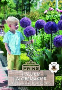 Allium Globemaster growing in a garden with a child.