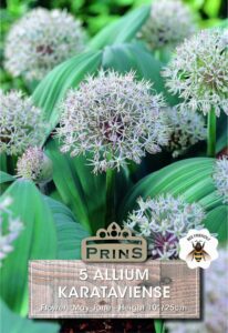 Allium Karataviense growing in a garden.