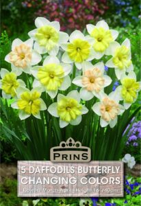 Daffodils Changing Colors