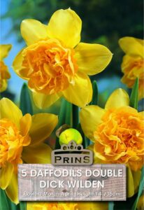 Daffodils Dick Wilden