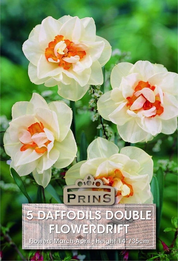 Daffodils Flowerdrift