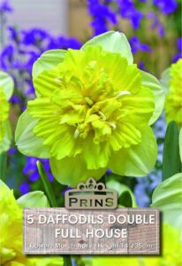 Daffodils Full House