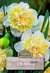 Daffodils Ice King