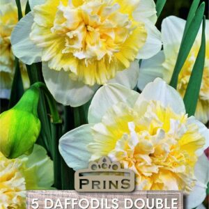 Daffodils Ice King
