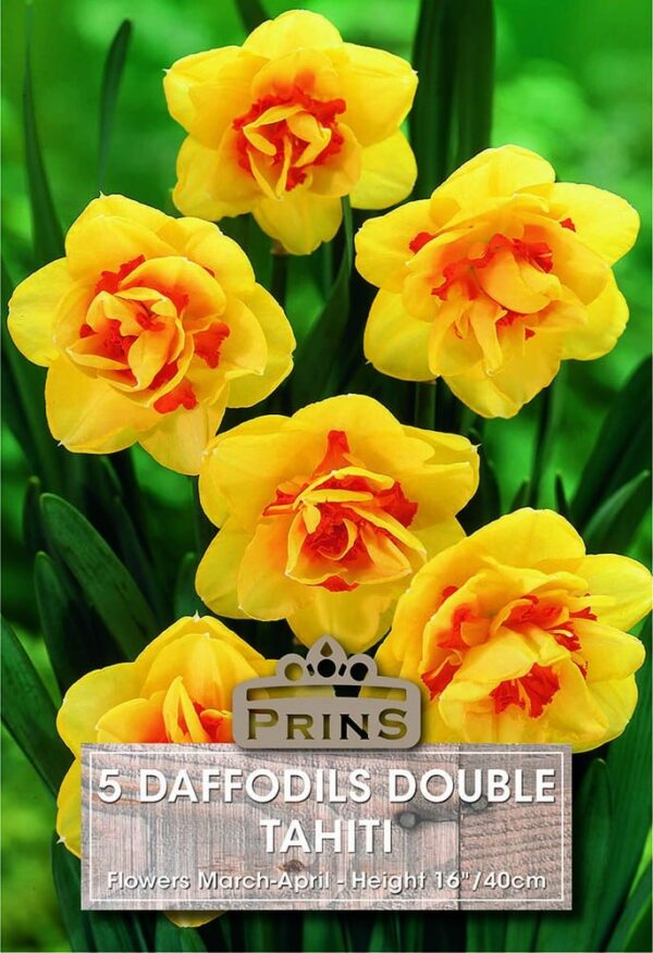 Daffodils Tahiti