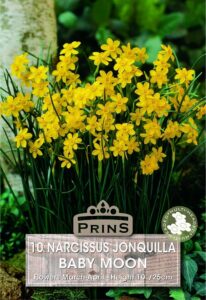 Narcissus Baby Moon