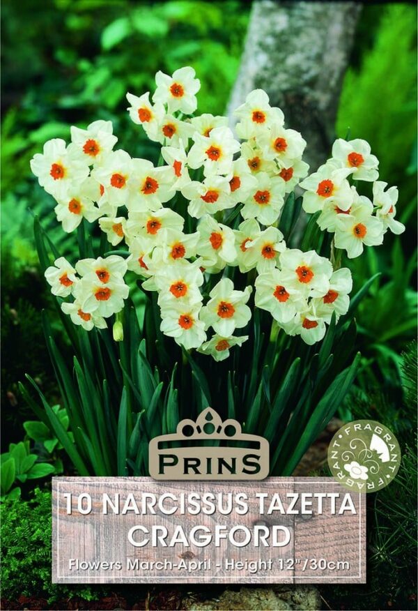Narcissus Cragford
