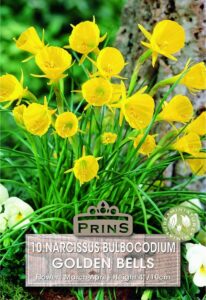 Narcissus Golden Bells