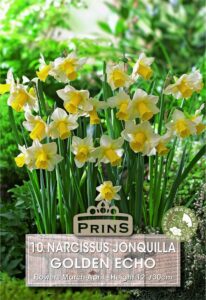 Narcissus Golden Echo