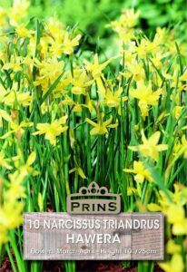 Narcissus Hawera