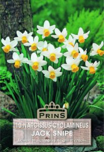 Narcissus Jack Snipe