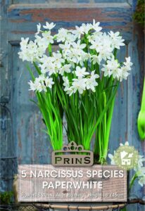 Paperwhite Narcissus
