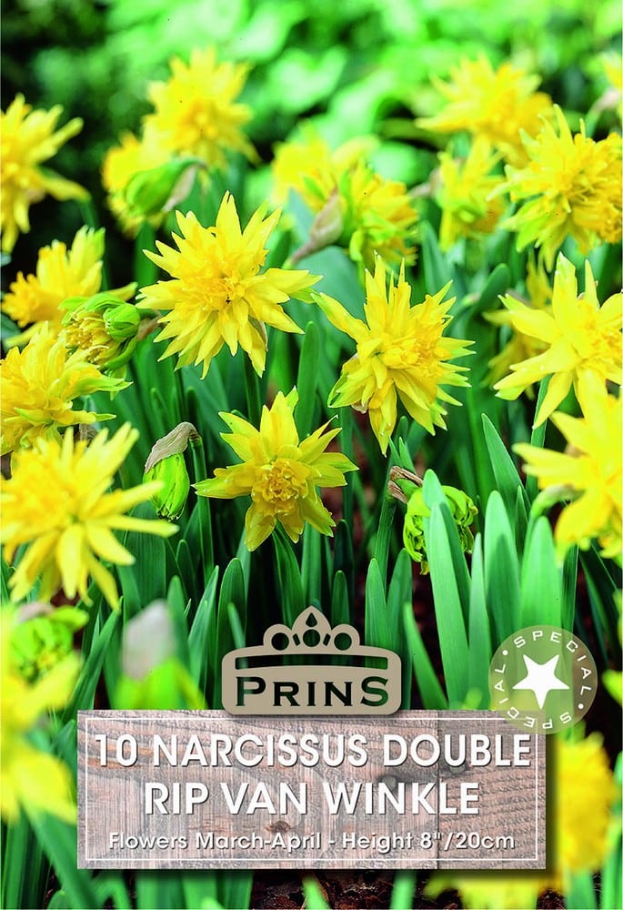 Narcissus Rip Van Winkle