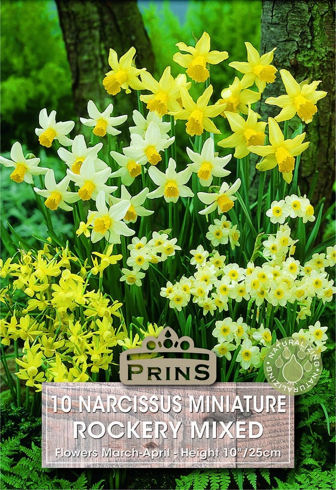 Narcissus Species Rockery Mixed