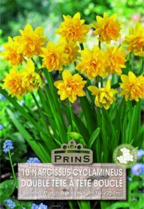 Narcissus double tete a tete boucle