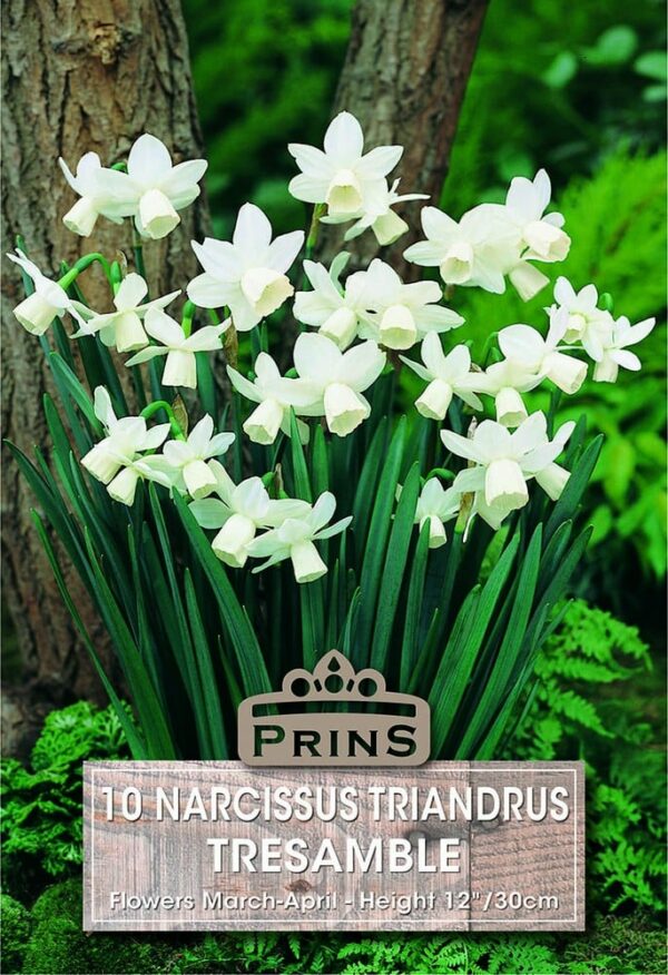 Narcissus Tresamble