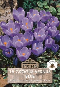 Crocus Blue
