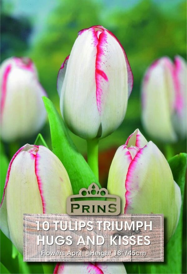 White and pink tulips in a garden.