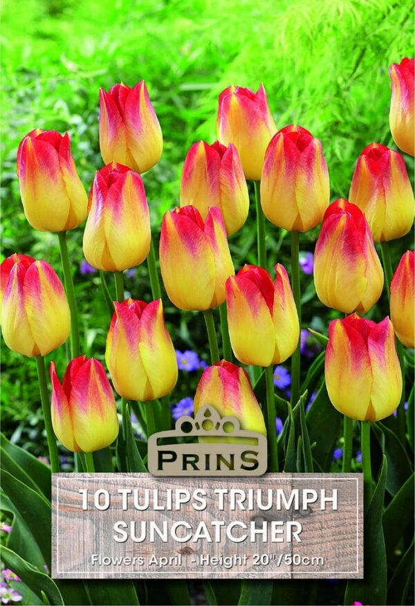 Red and Yellow tulips in a garden.