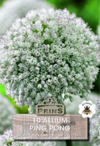 White Allium ping pong growing in a garden