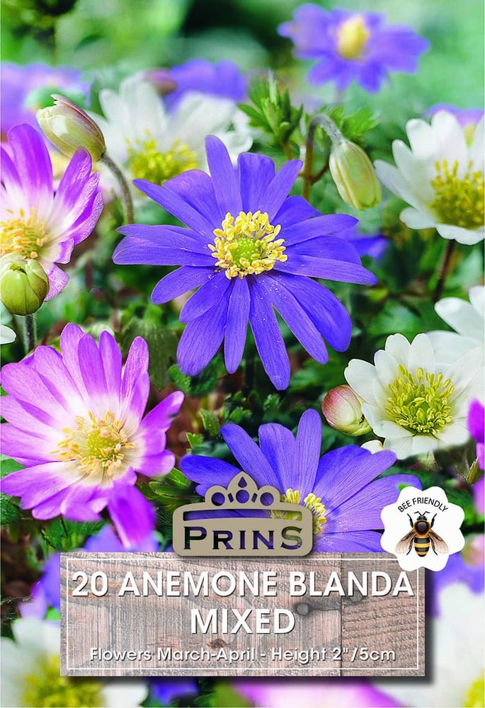 Various coloured Anemone Splendour flowers in a garden.