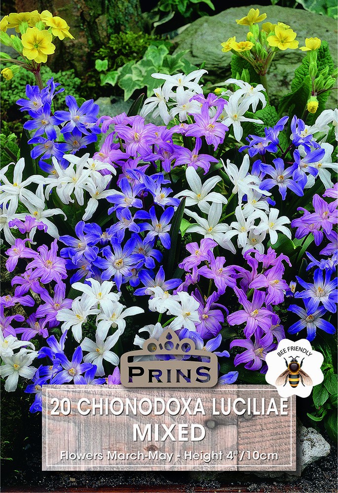 Chionodoxa mixed colours growing in a garden.