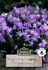 Chionodoxa Pink growing in a garden.