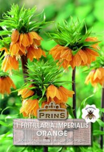Fritillaria Imperialis Orange growing in a garden.