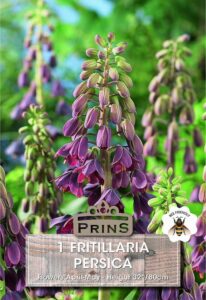 Fritillaria Persica growing in a garden.