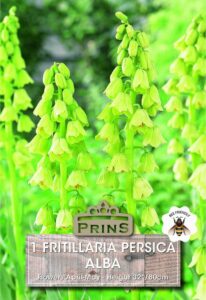 Fritillaria Persica Alba growing in a garden.