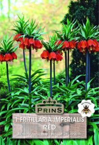 Fritillaria Imperialis Red growing in a garden.