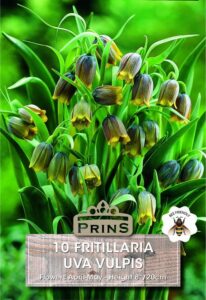 Fritillaria Uva Vulpis growing in a garden.
