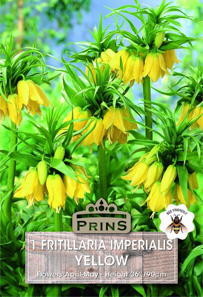 Fritillaria Imperilis Yellow growing in a garden.