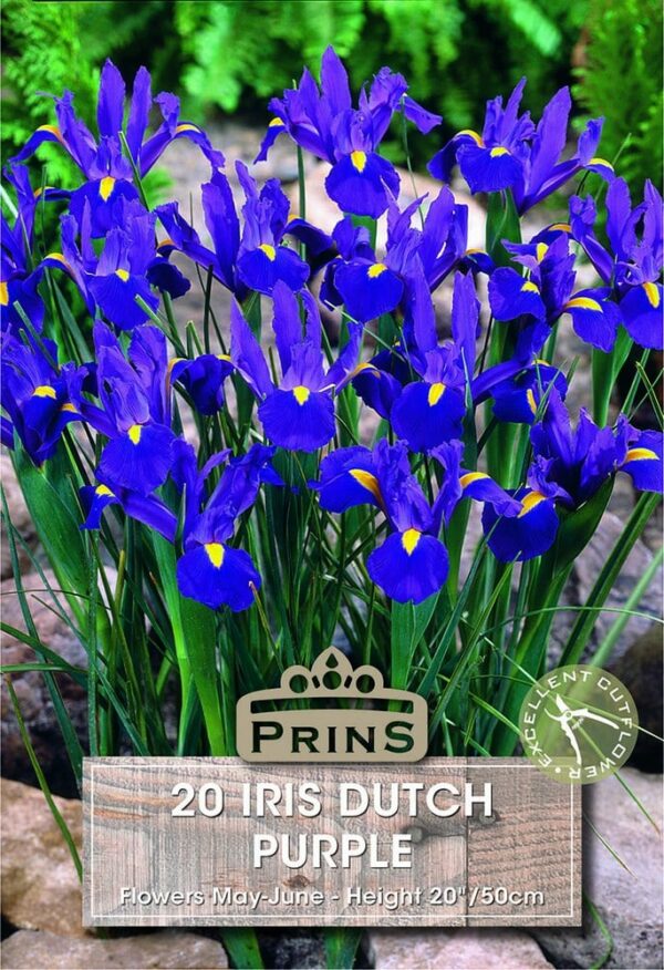 Iris Dutch purple growing in a garden.