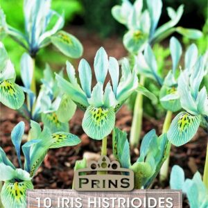 Iris Dwarf Katharine Hodgkin growing in a garden.