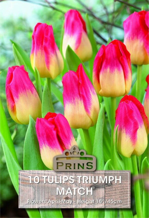 Red and Yellow tulips in a garden.