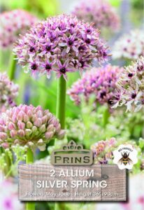 Various sizes and colours of allium flowers in a garden.