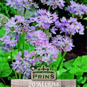 A bunch of small light purple alliums in a garden.