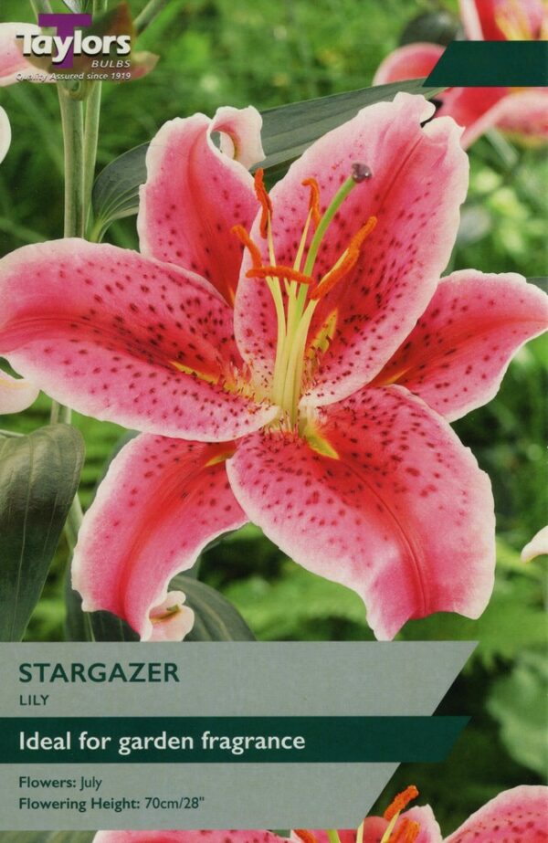 Lily Stargazer