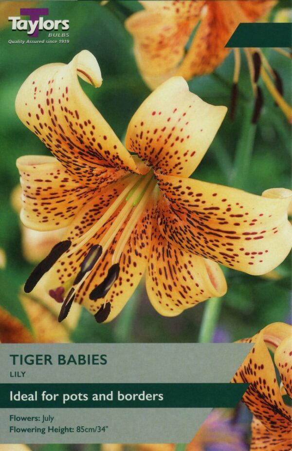 Lily Tiger Babies