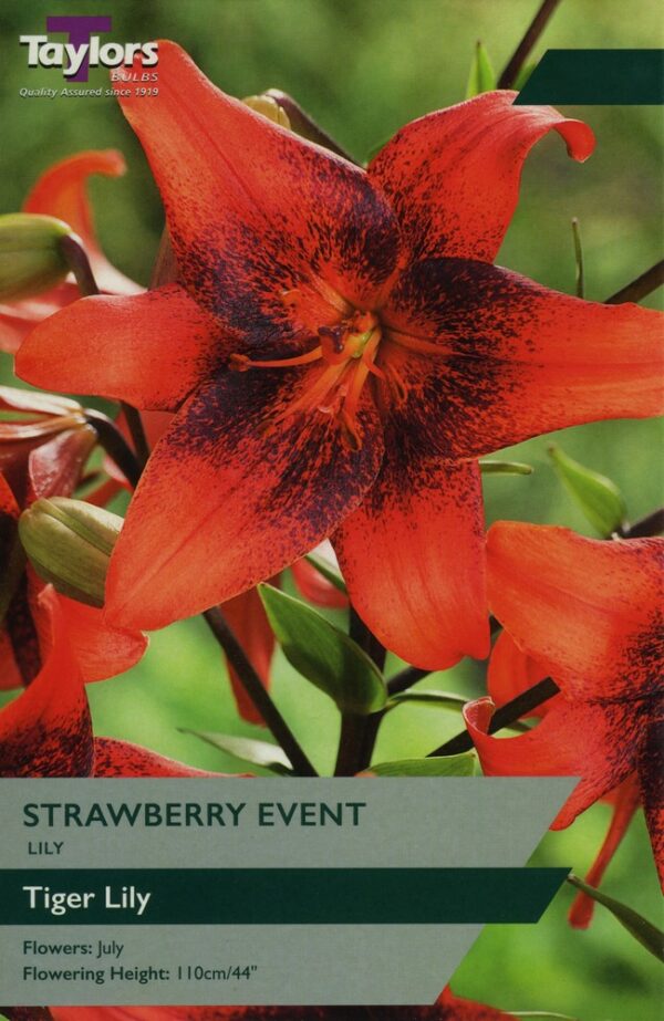 Lily Strawberry Event