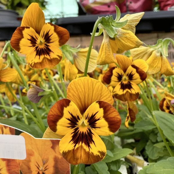 Autumn Bedding Plants